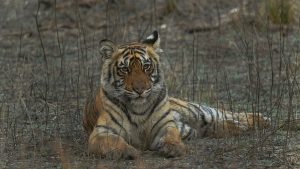 A tiger cub from famous Tigress Riddhi- T-124, The Notorious Queen of Ranthambore waiting for its sibligs to finnish playing_Ranthambore