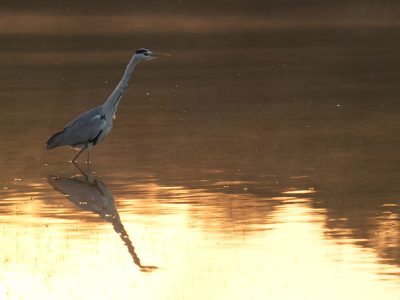 A grey heron hunting in the Raj Bagh lake at Golden hour_Ranthambore