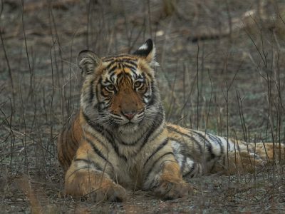 A tiger cub from famous Tigress Riddhi- T-124, The Notorious Queen of Ranthambore waiting for its sibligs to finnish playing_Ranthambore