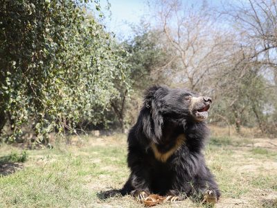 Agra-bear-rescue-facility-10