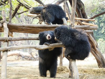 Agra-bear-rescue-facility-11