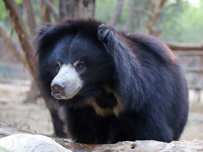 Agra-bear-rescue-facility-7