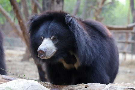 Agra-bear-rescue-facility-7