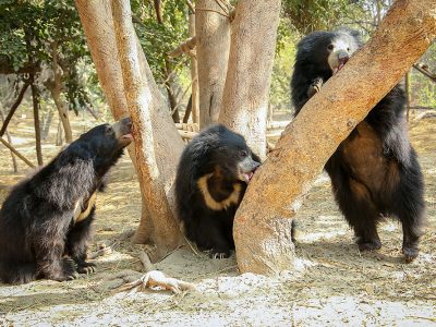 Agra-bear-rescue-facility-8