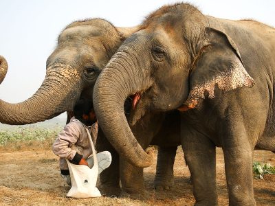 elephant-conservation-and-care-centre-5-1920x900