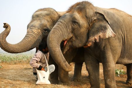 elephant-conservation-and-care-centre-5-1920x900